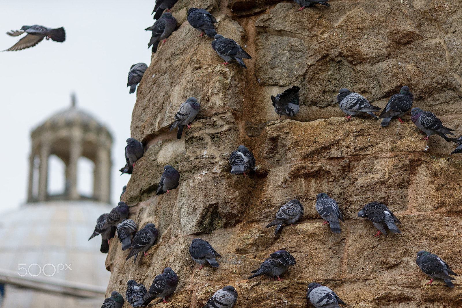 Canon EOS-1D C sample photo. Pidgeons on the column of constantine photography