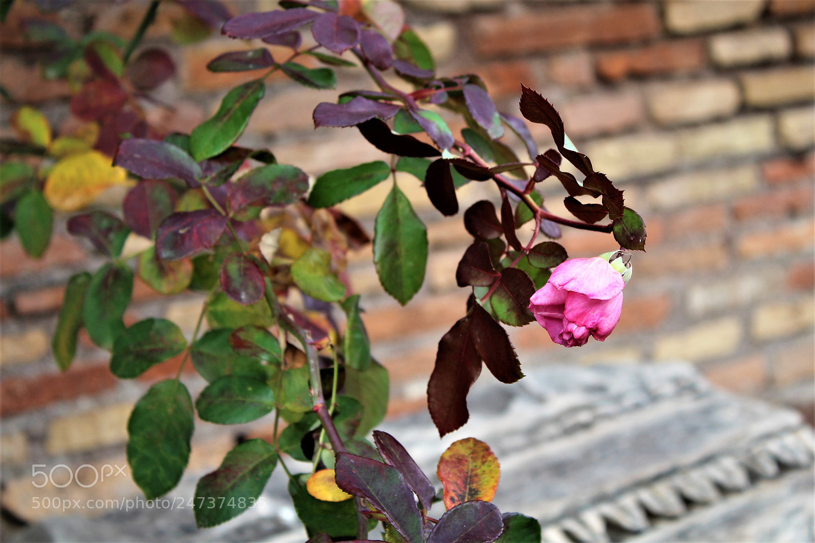 Canon EOS 1300D (EOS Rebel T6 / EOS Kiss X80) sample photo. Solitude rose photography
