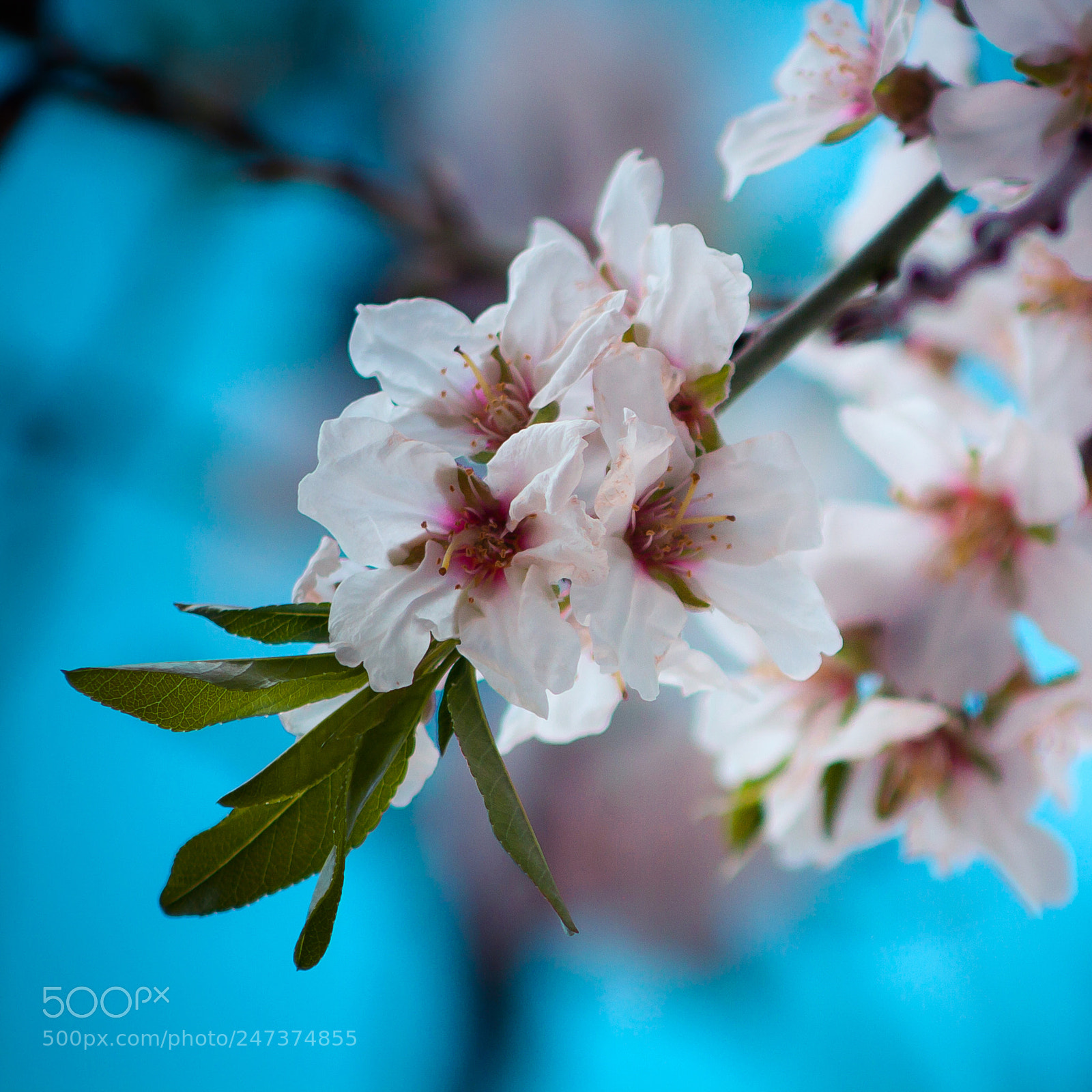 Canon EOS 1000D (EOS Digital Rebel XS / EOS Kiss F) sample photo. 181 - blossom photography