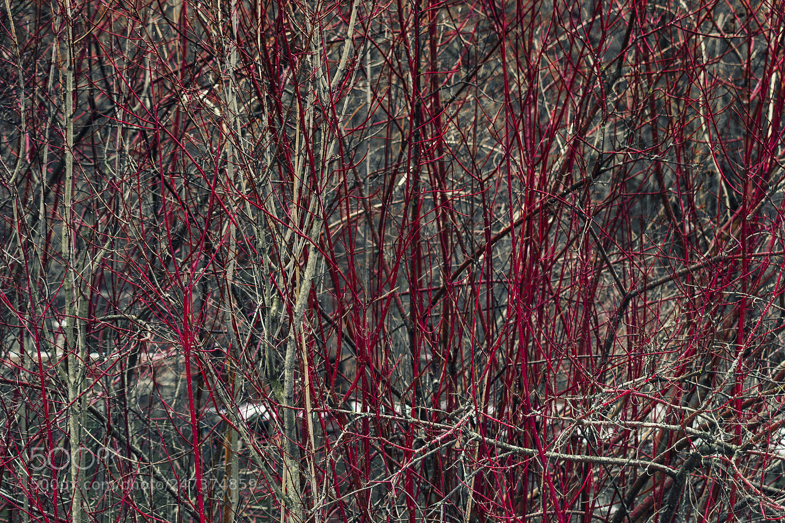 Nikon D3100 sample photo. Twig photography