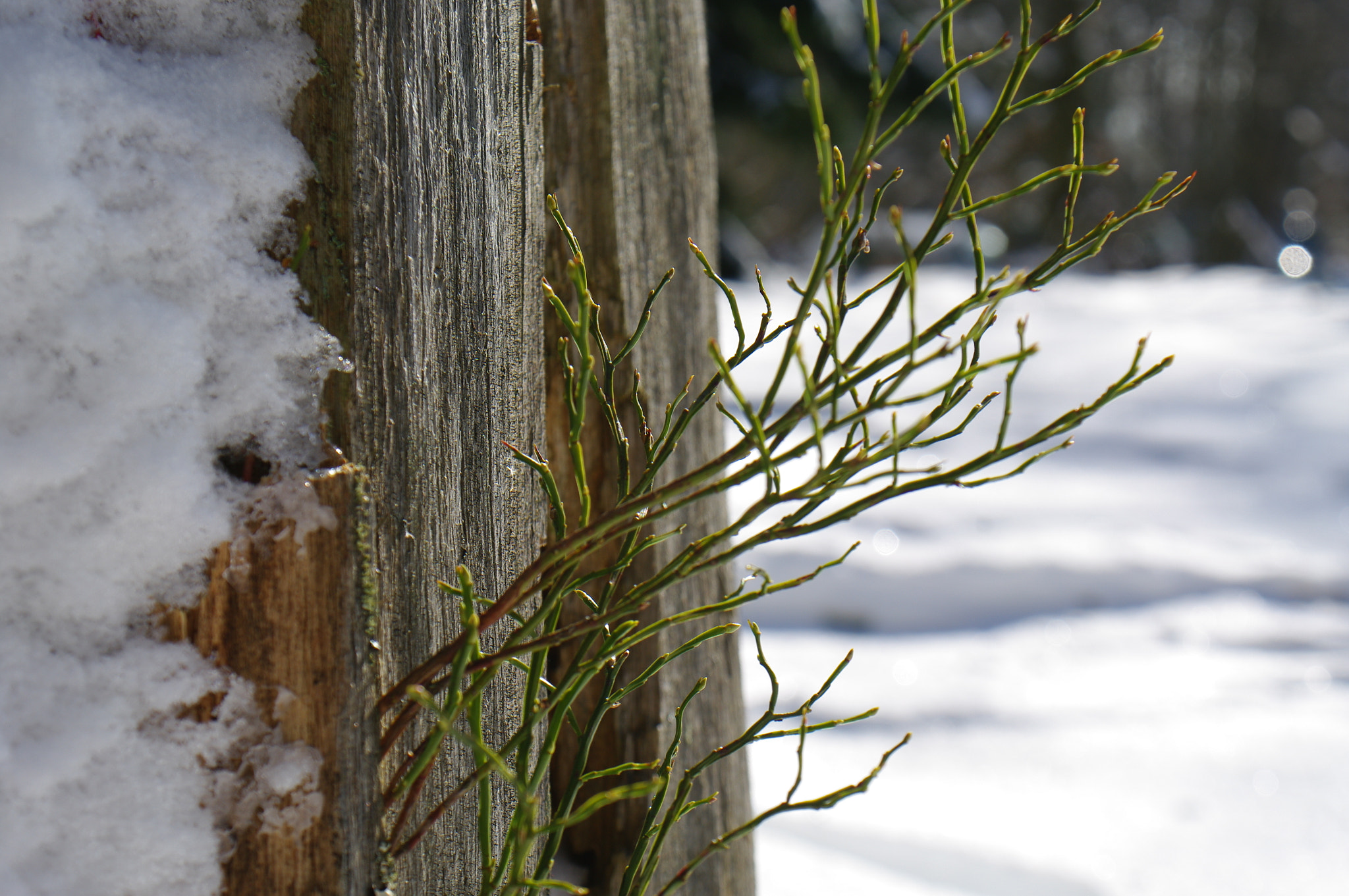 Pentax K20D sample photo