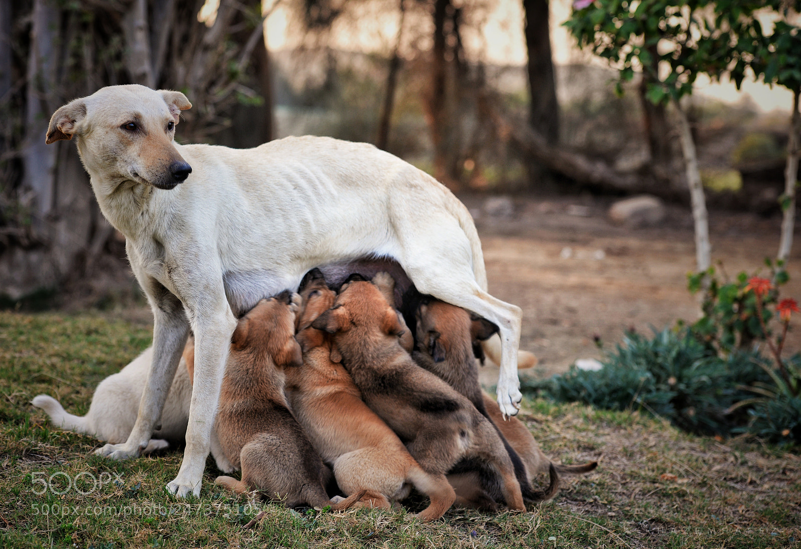 Nikon D610 sample photo. Motherhood .. photography