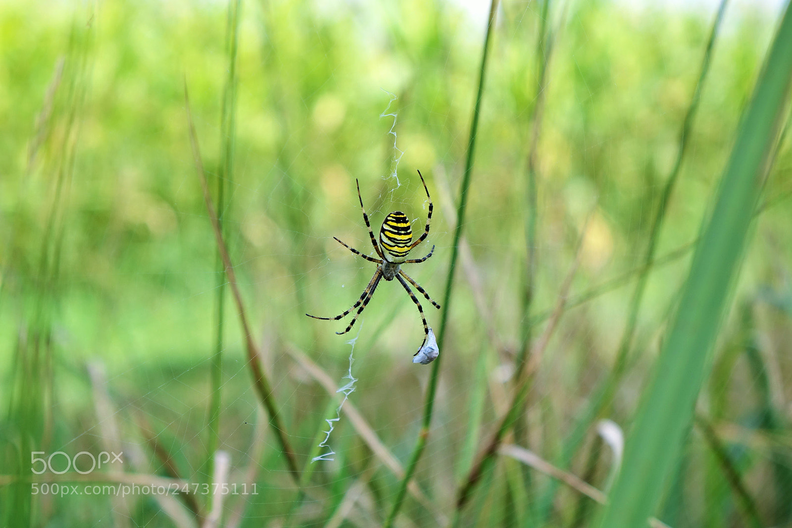 Sony Cyber-shot DSC-RX10 sample photo. Spider photography