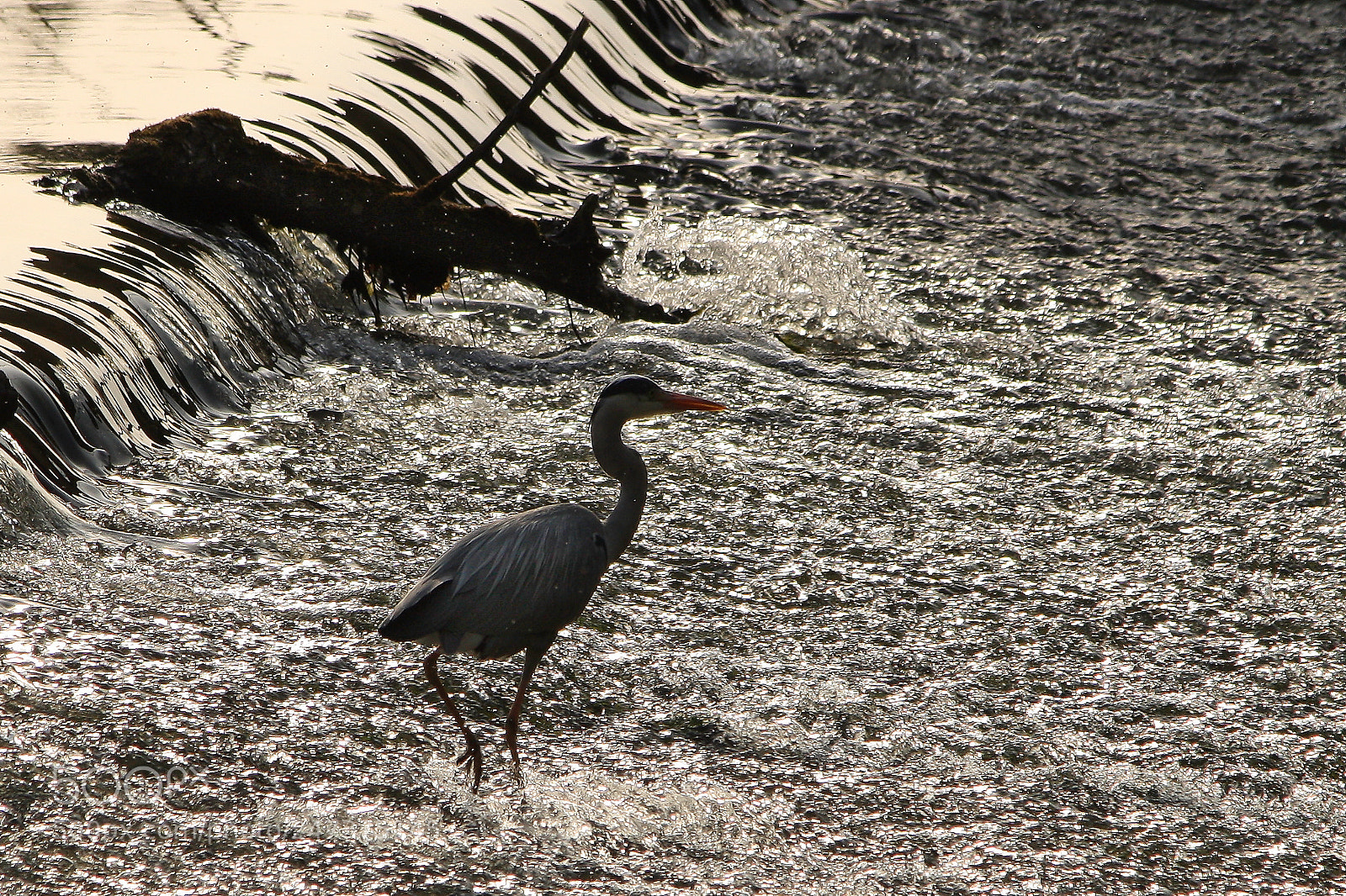Canon EOS 450D (EOS Rebel XSi / EOS Kiss X2) sample photo. H ron cendr dans photography