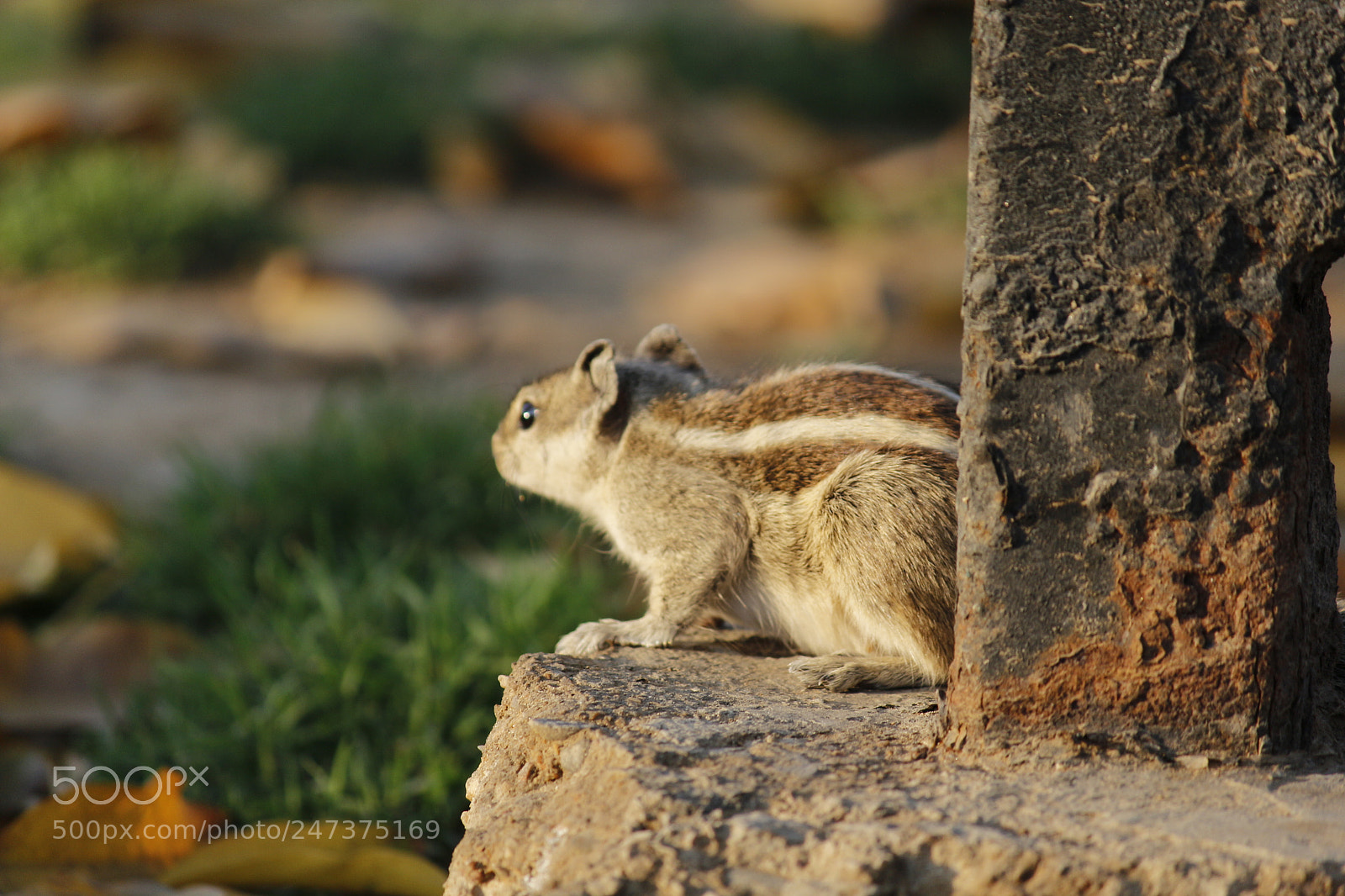 Canon EF-S 55-250mm F4-5.6 IS II sample photo. Squirrel photography