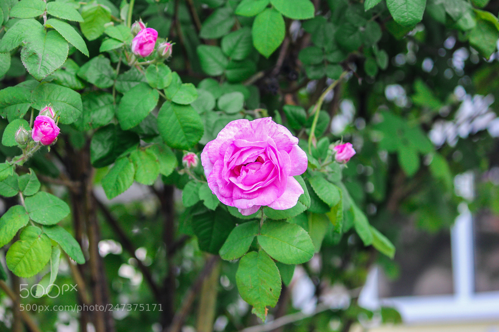 Canon EOS 60D sample photo. Img photography