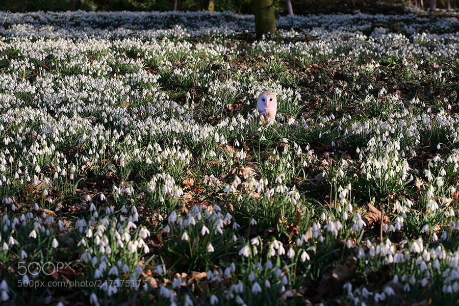 Canon EOS-1Ds Mark II sample photo. Burton agnes snowdrops yvy photography