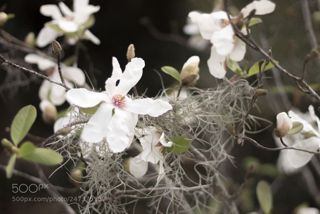 Canon EOS 1300D (EOS Rebel T6 / EOS Kiss X80) sample photo. Southern charm photography
