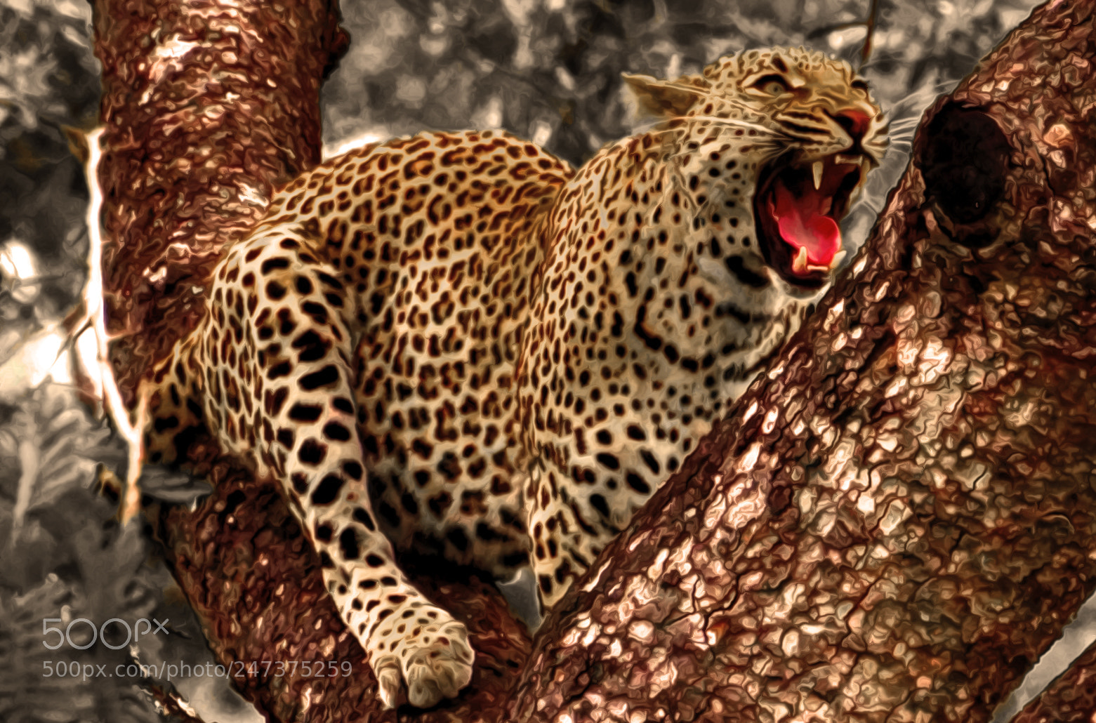 Sony SLT-A77 sample photo. Leopardo photography