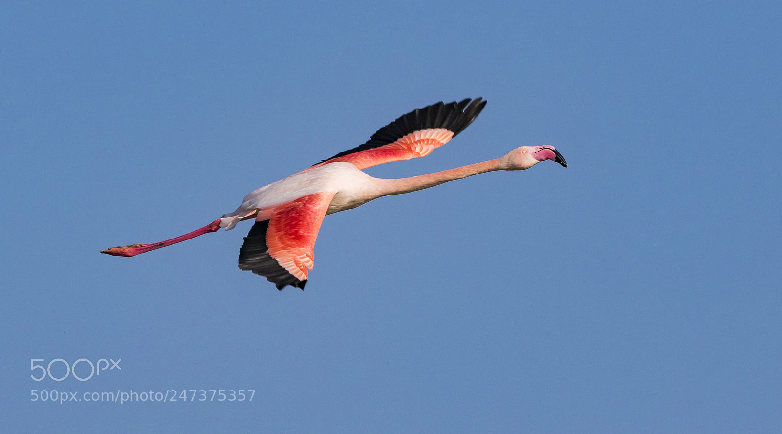 Canon EOS 7D Mark II sample photo. Pink flamingo photography