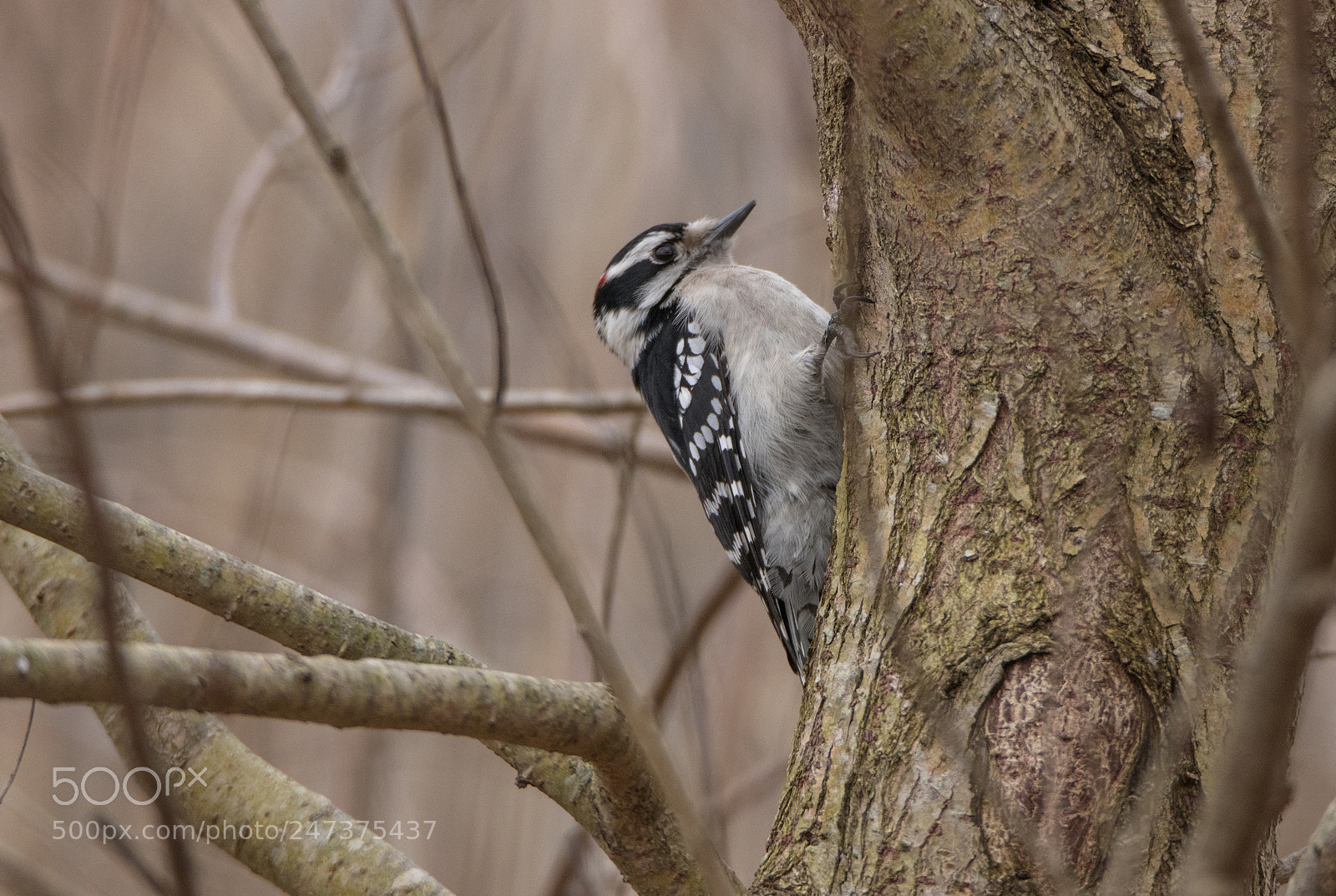 Canon EOS 80D sample photo. Downy woodpecker male listening photography