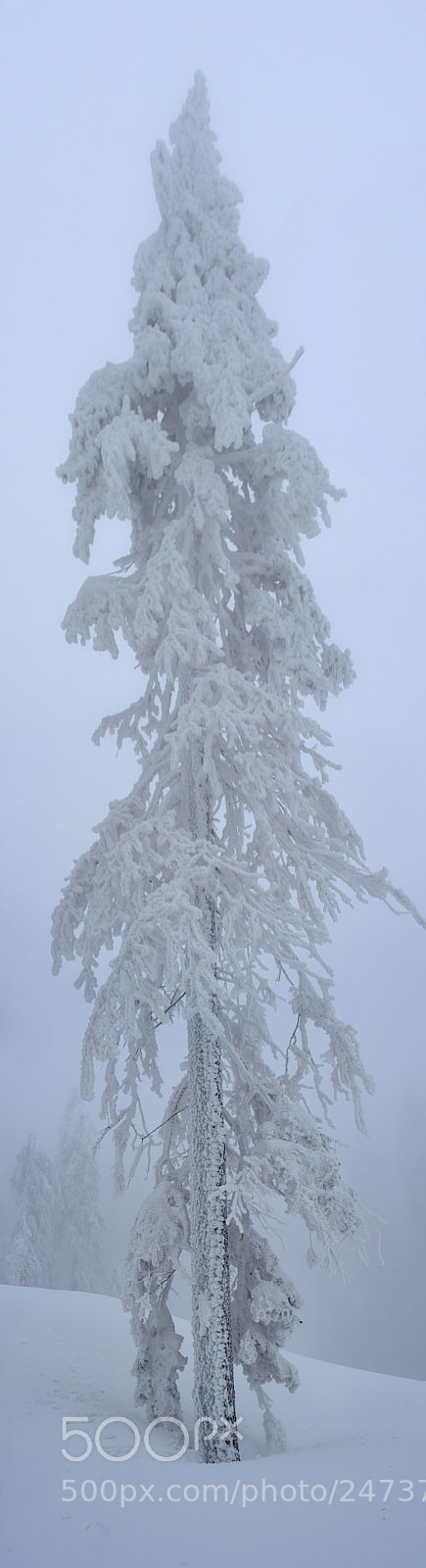 Nikon D3100 sample photo. White fairytale 2 photography