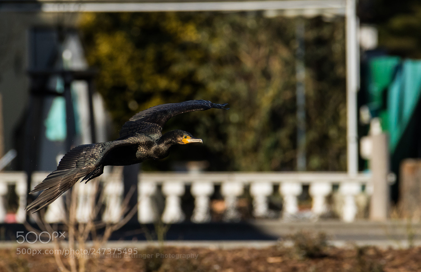 Canon EOS 7D Mark II sample photo. Cormorant flies 24022018 photography