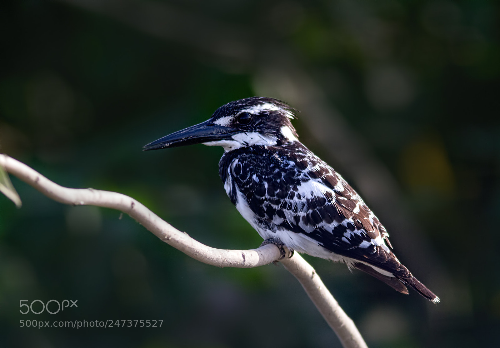 Canon EOS 7D sample photo. Pied kingfisher... photography