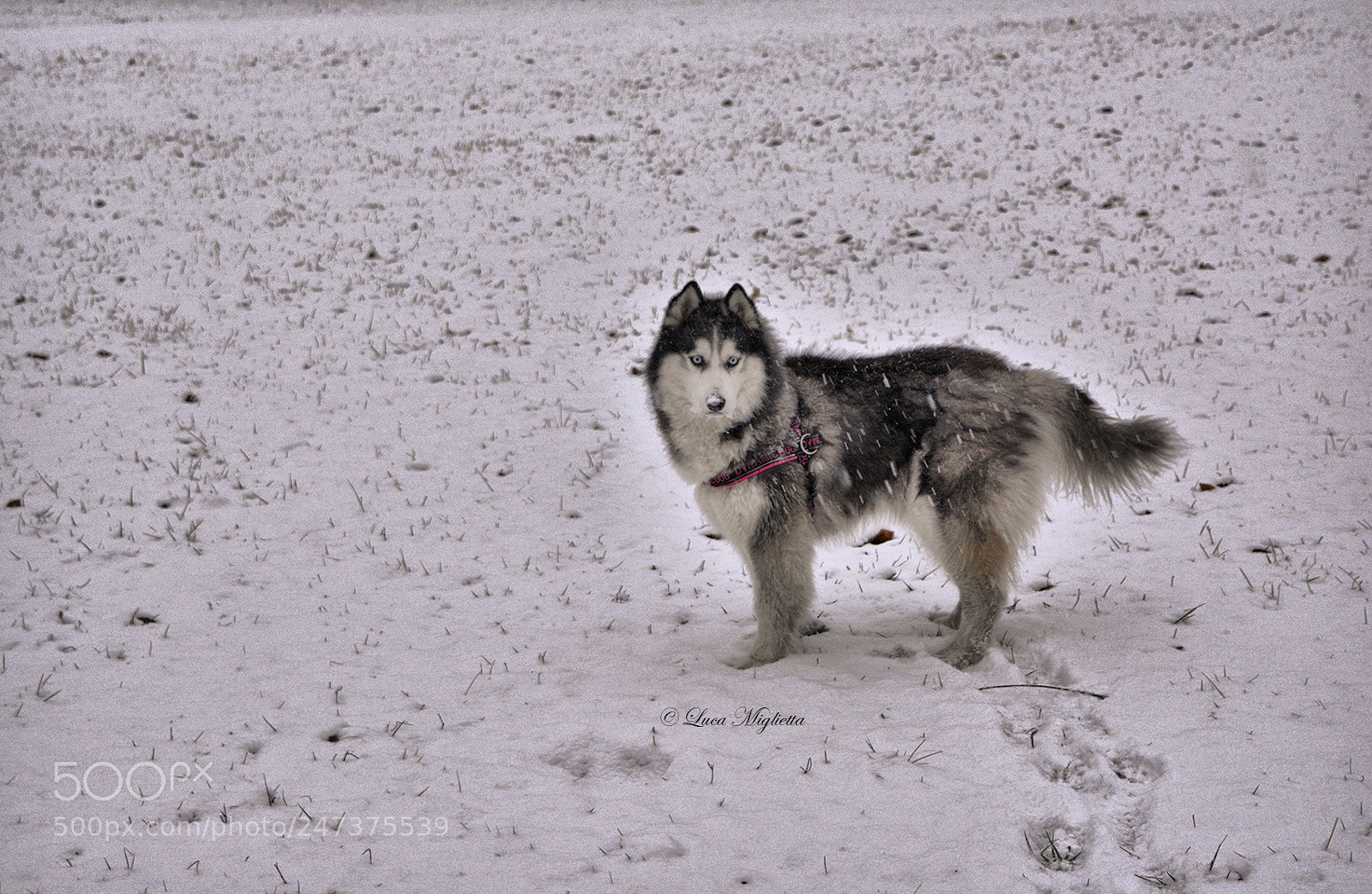 Nikon D5200 sample photo. Under the snow photography