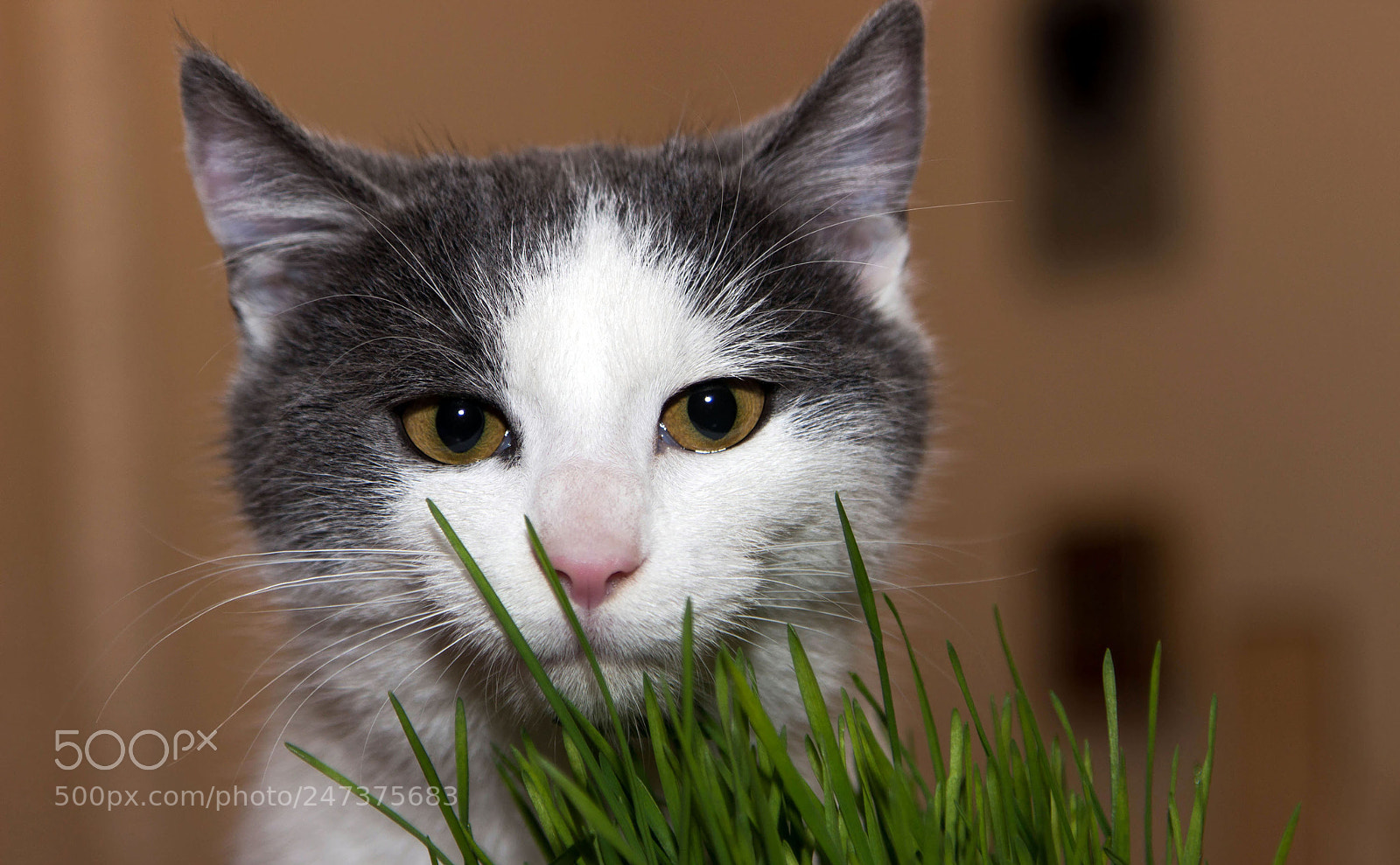 Canon EOS 600D (Rebel EOS T3i / EOS Kiss X5) sample photo. Camouflage photography