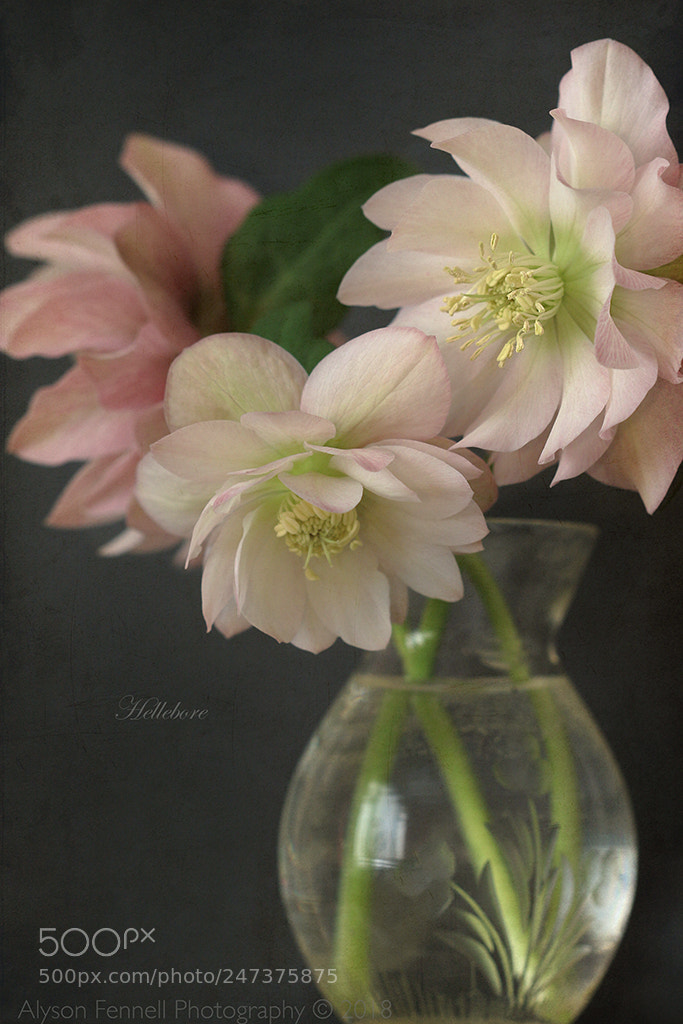 Canon EOS 7D Mark II sample photo. Ashwood hellebores photography