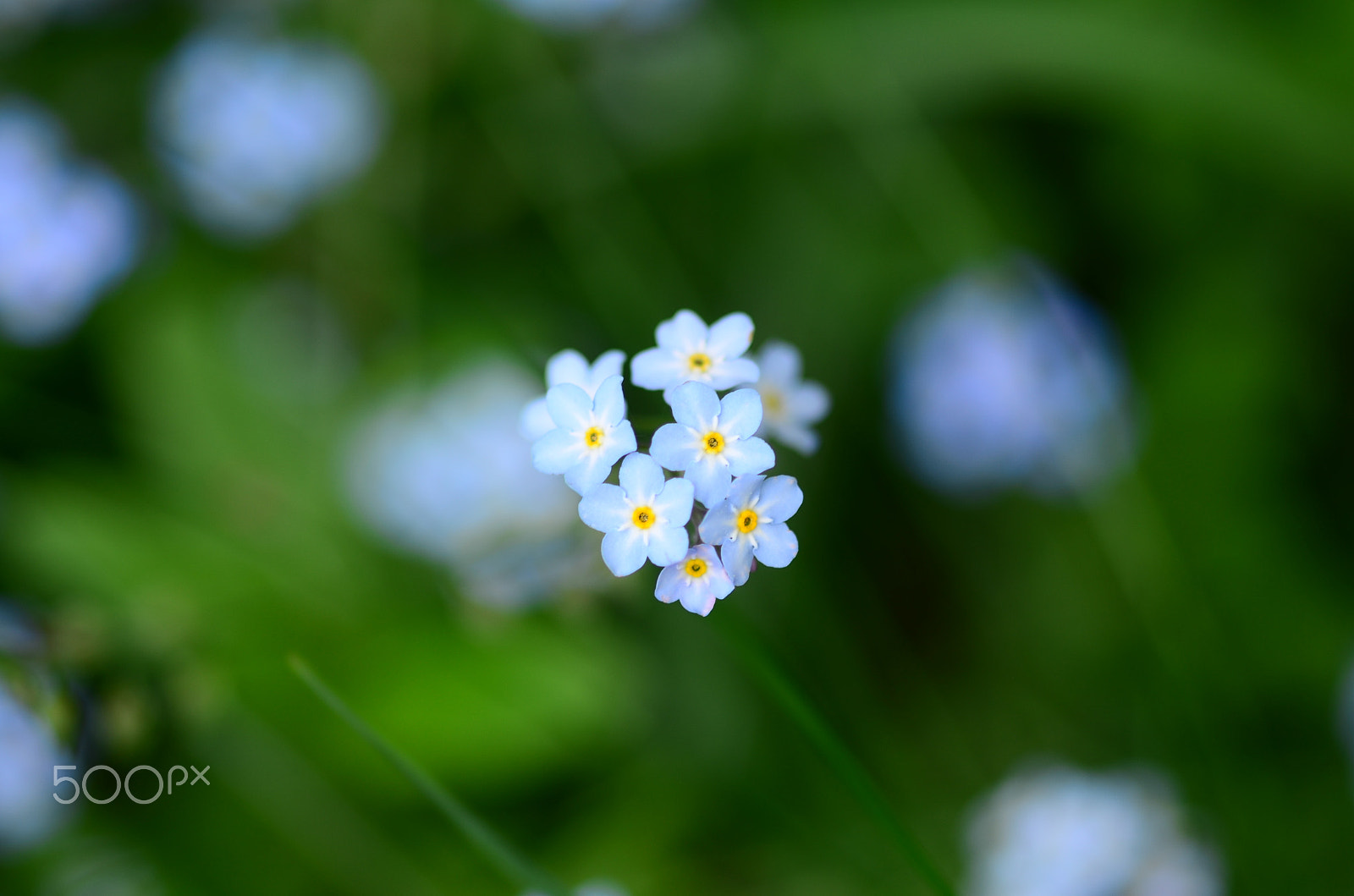 Nikon D7000 + Sigma 105mm F2.8 EX DG Macro sample photo. Forget me not photography