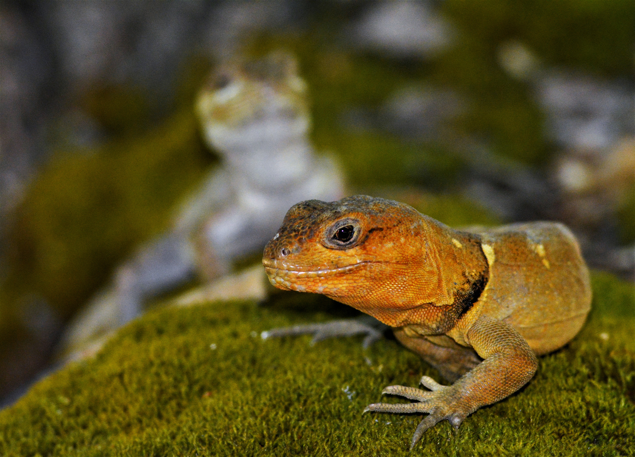 AF Nikkor 300mm f/4 IF-ED sample photo. Pristidactylus torquatus photography