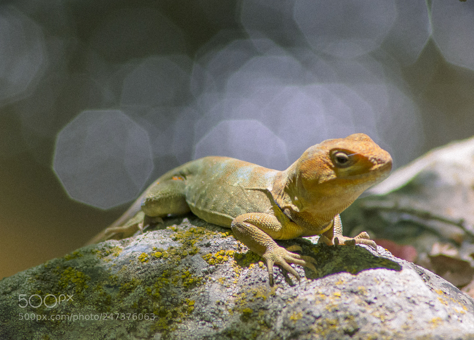 Nikon D7100 sample photo. Pristidactylus torquatus macho cascada photography