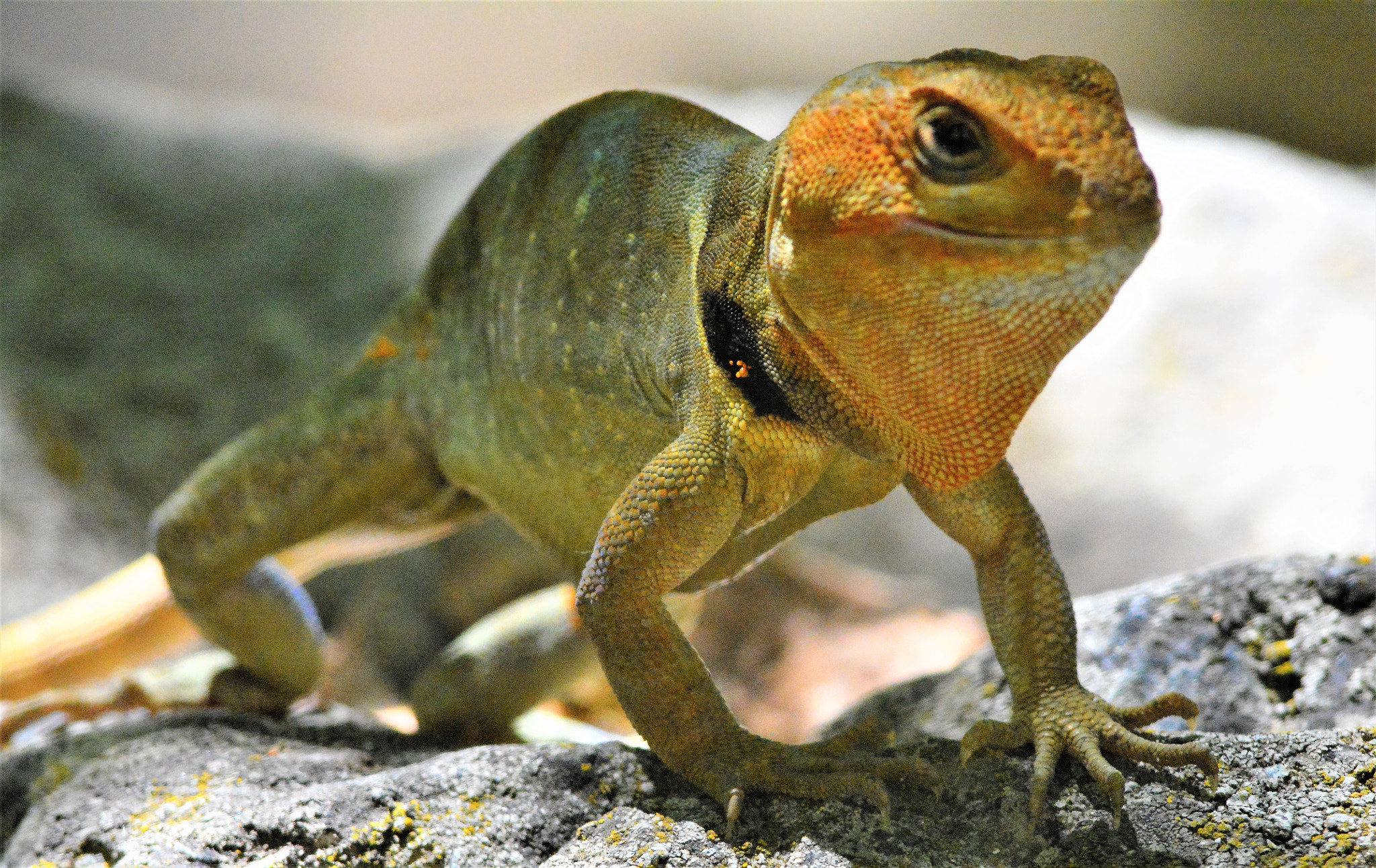 AF Nikkor 300mm f/4 IF-ED sample photo. Pristidactylus torquatus macho photography