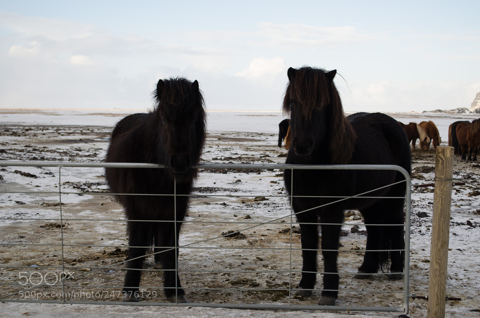 Nikon D5100 sample photo. Icelandic horses photography