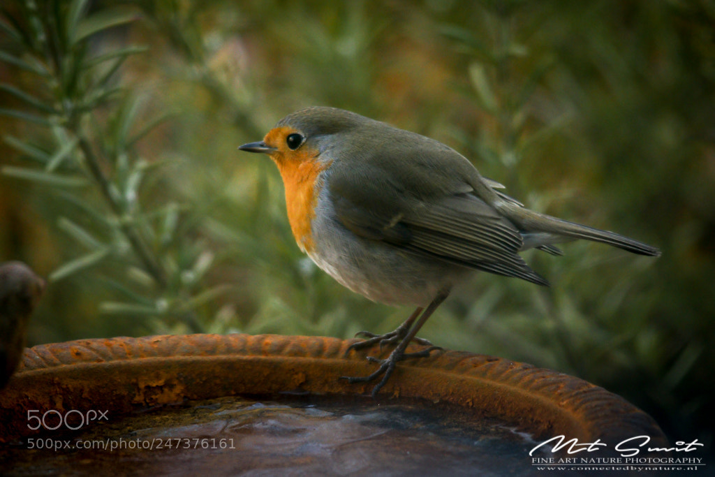 Canon EOS 80D sample photo. Red robin photography