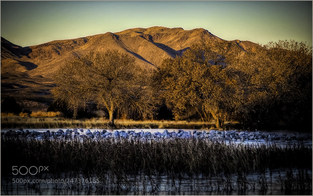 Panasonic Lumix DMC-FZ200 sample photo. The ponds at bosque photography