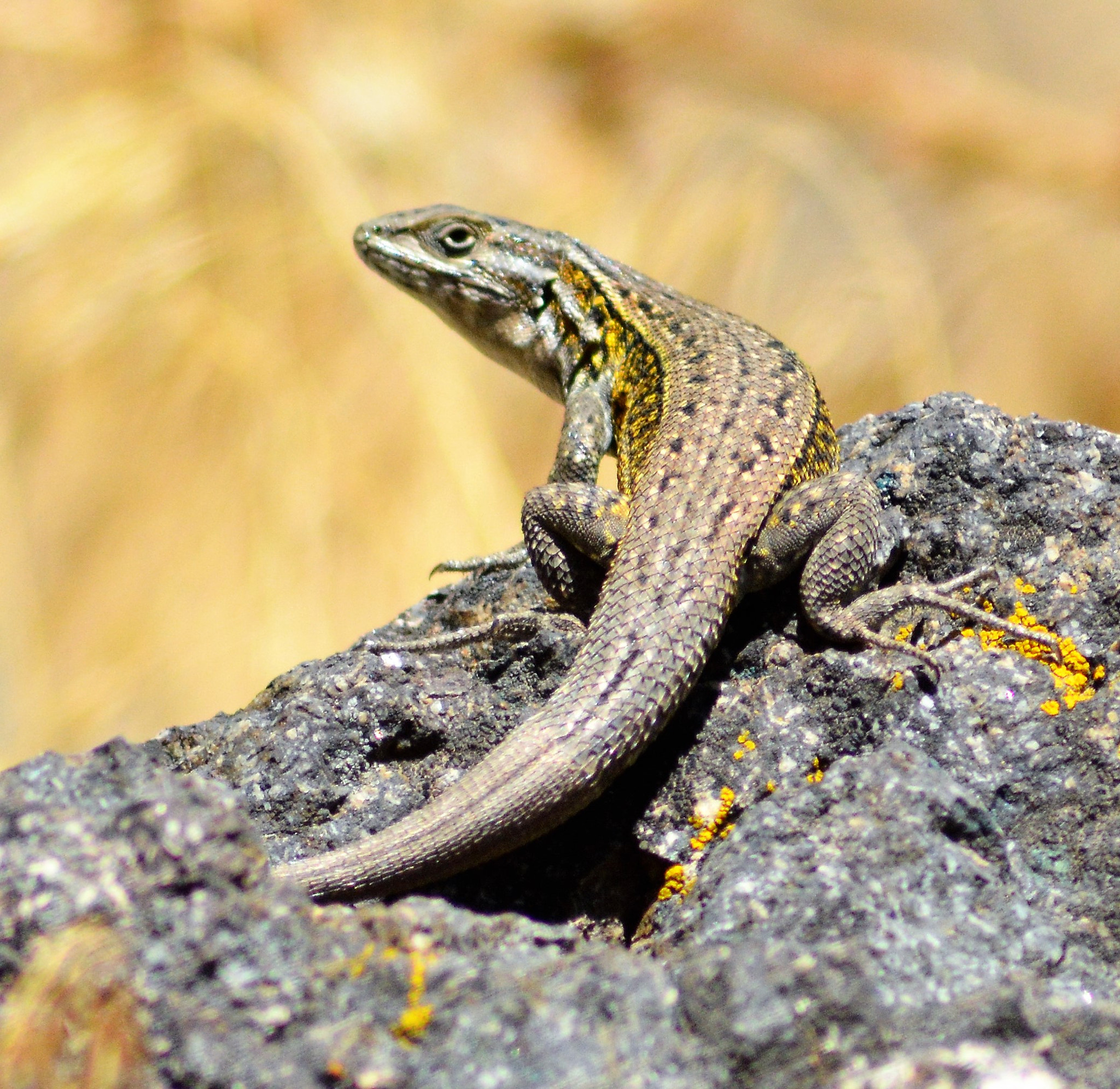 AF Nikkor 300mm f/4 IF-ED sample photo. Liolaemus curicensis photography