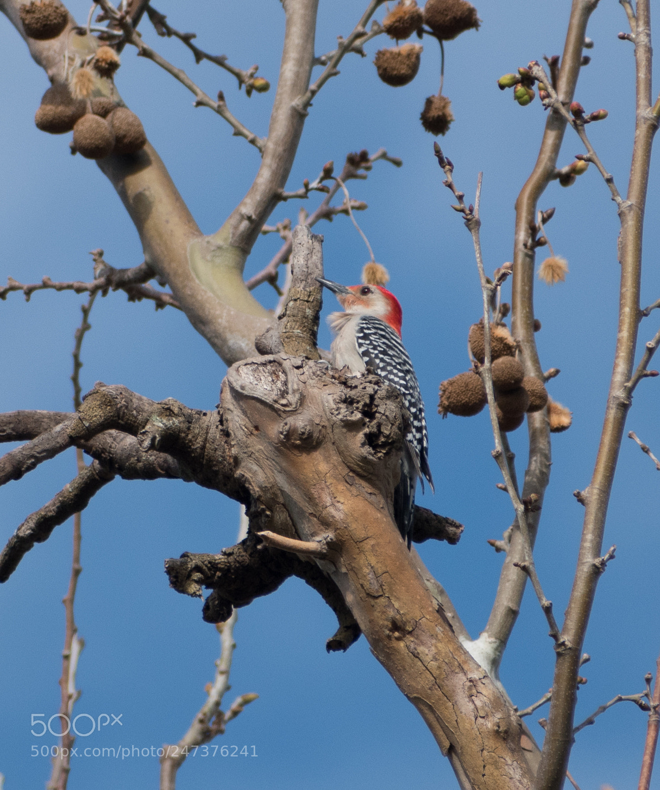 Nikon D5500 sample photo. Red-bellied woodpecker photography