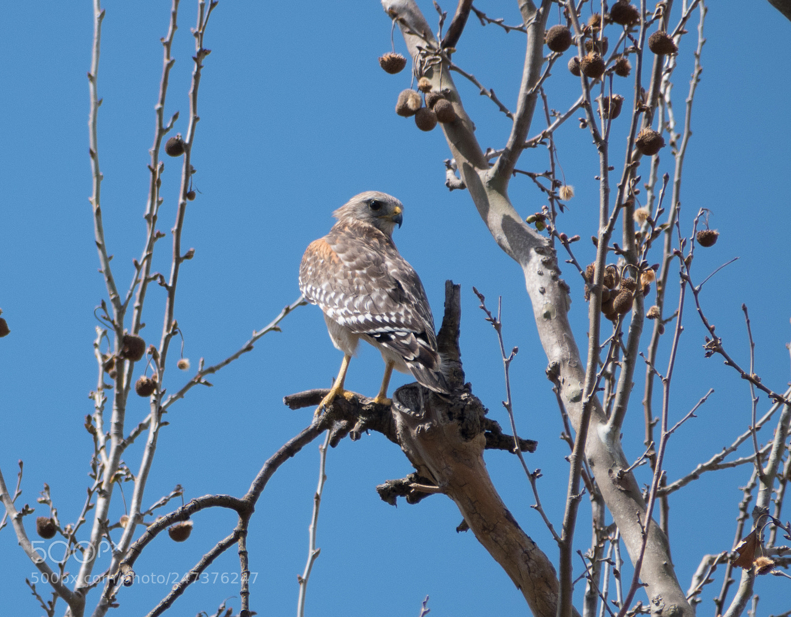 Nikon D5500 sample photo. Red shouldered hawk photography