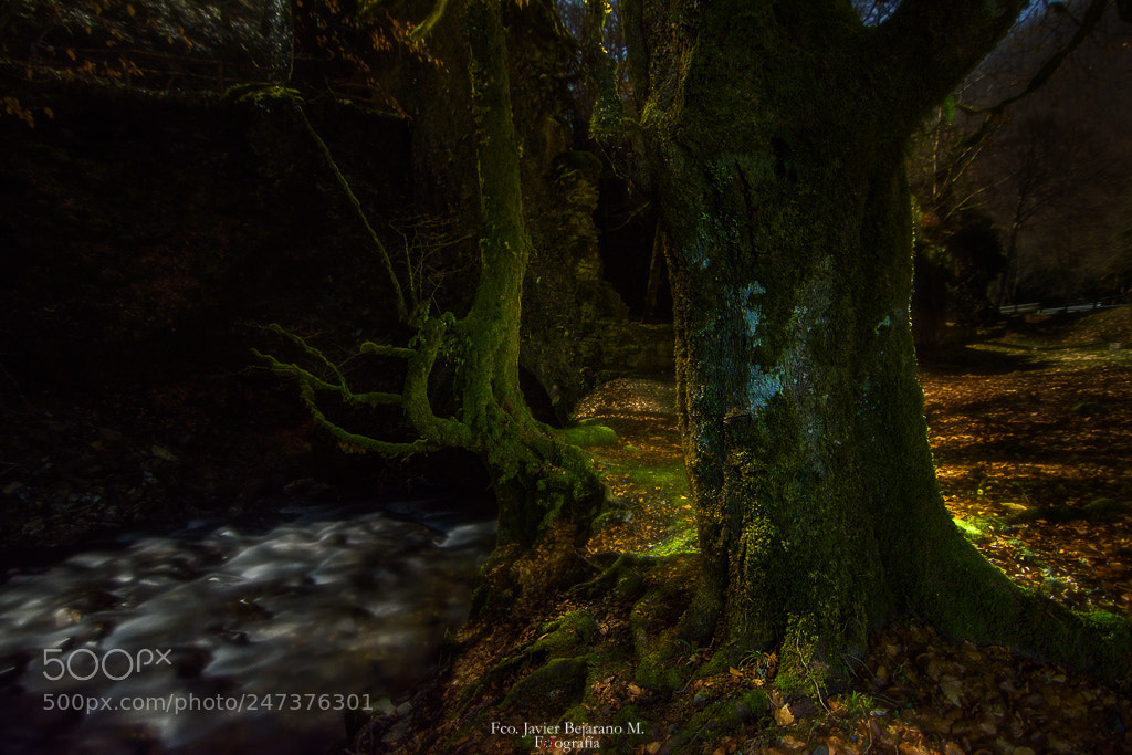 Nikon D7200 sample photo. El bosque encantado photography