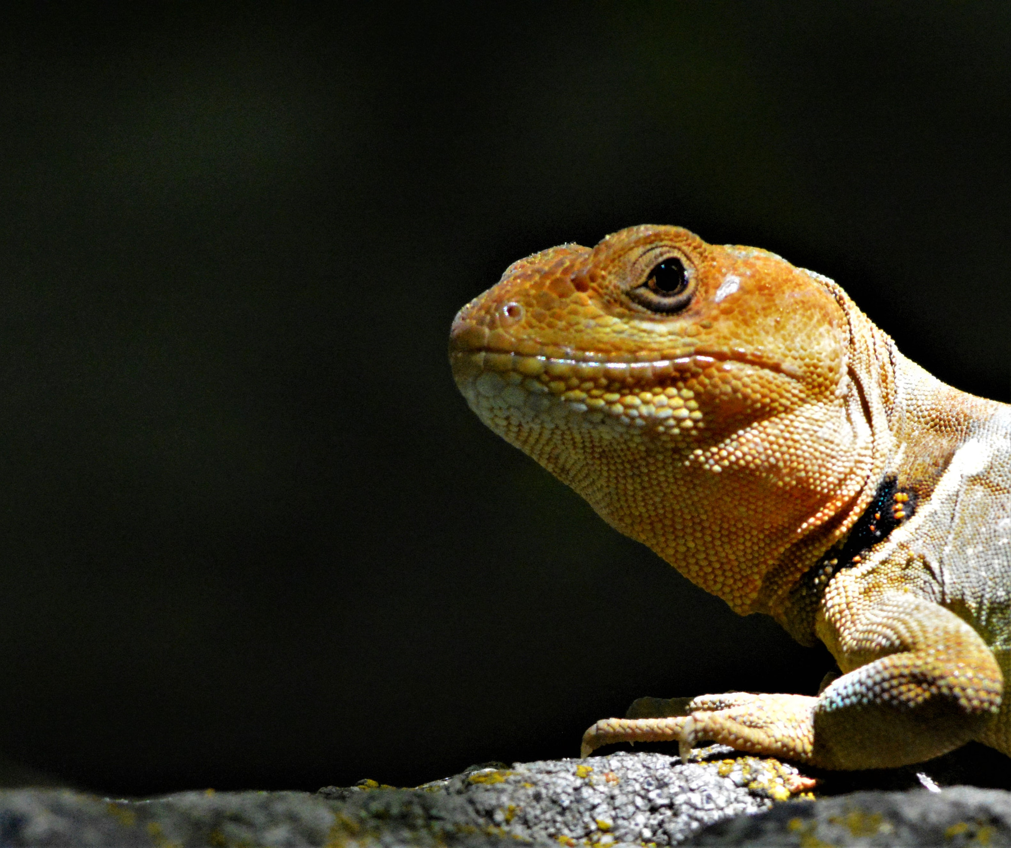 AF Nikkor 300mm f/4 IF-ED sample photo. Pristidactylus torquatus macho photography