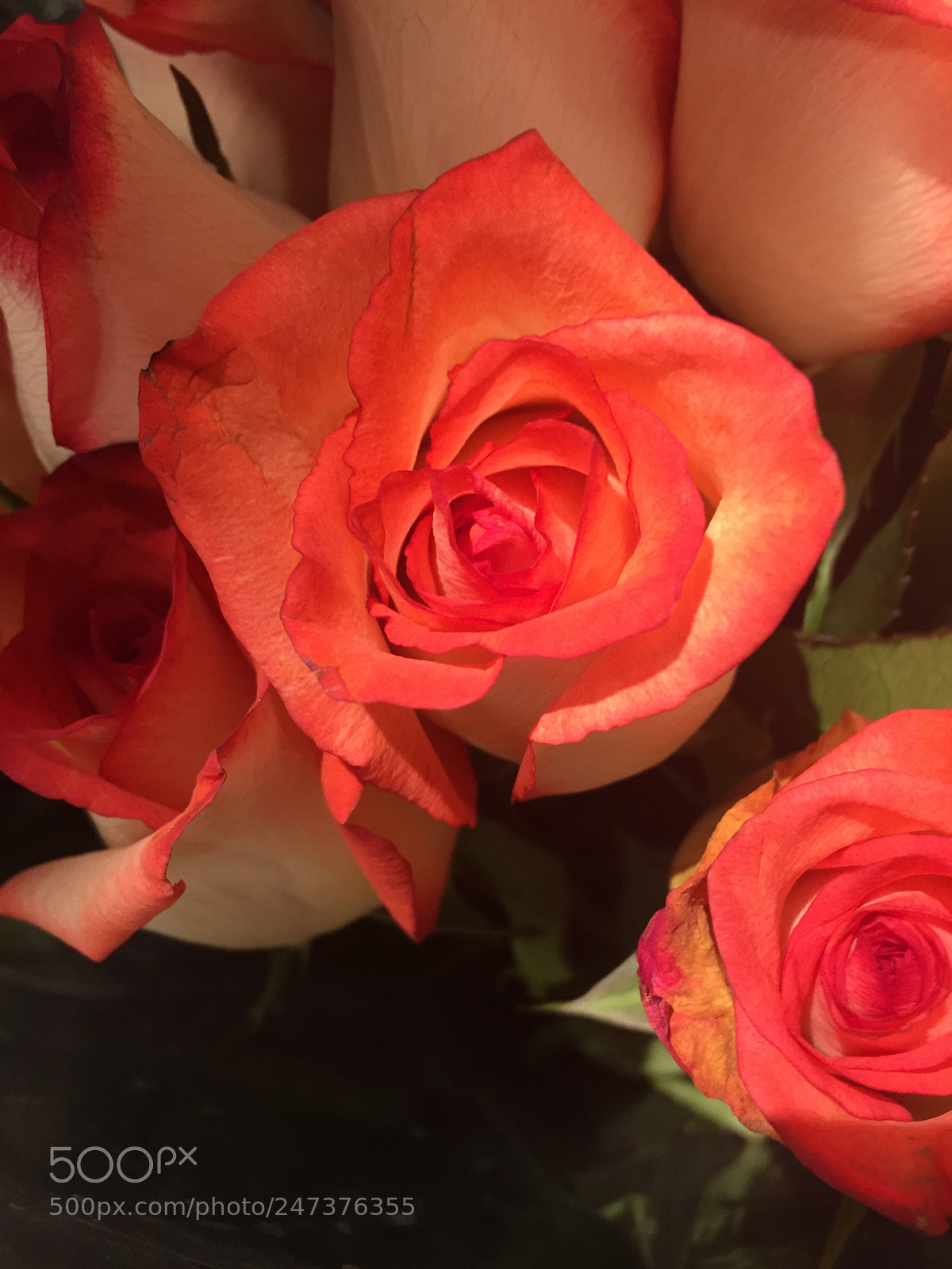 Apple iPhone 6 sample photo. Untitled photography