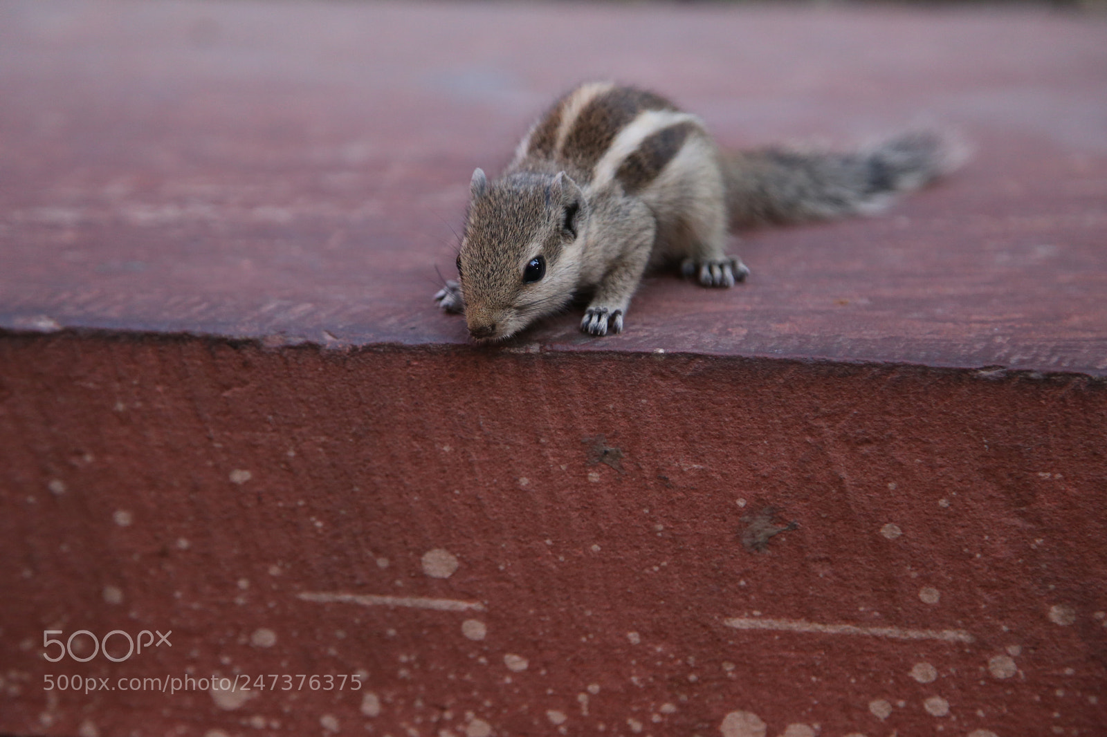 Canon EOS 6D + Canon EF 24-105mm F4L IS USM sample photo. Untitled photography