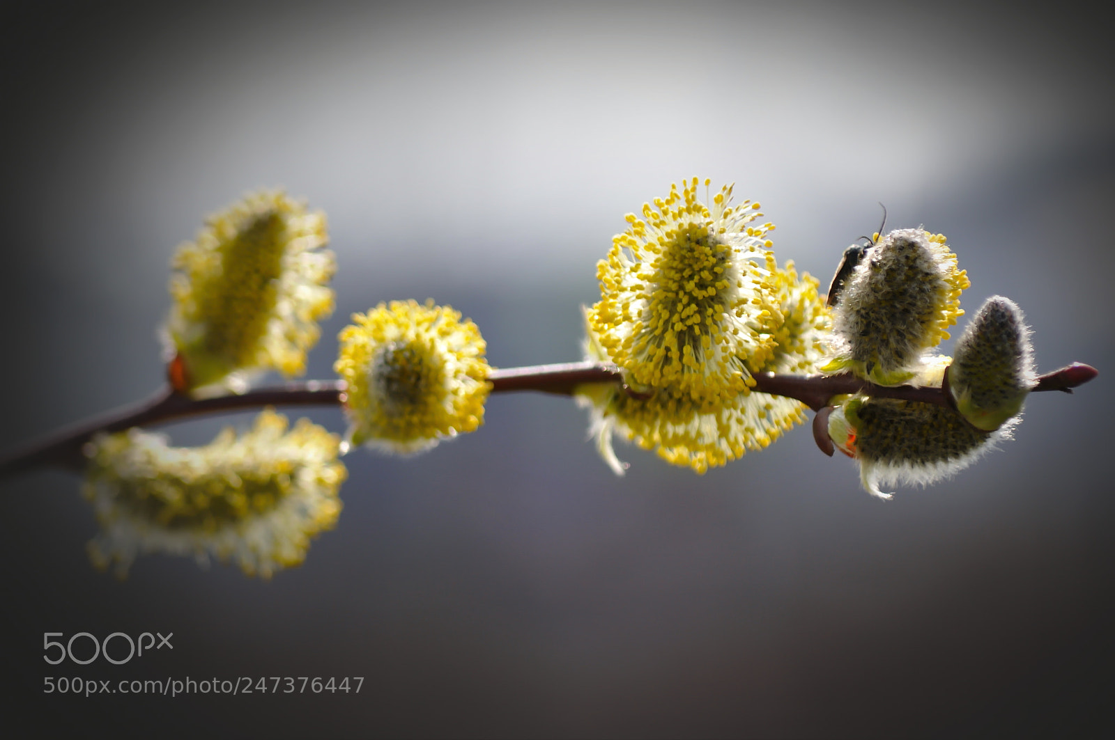 Nikon D5000 sample photo. Flowers photography