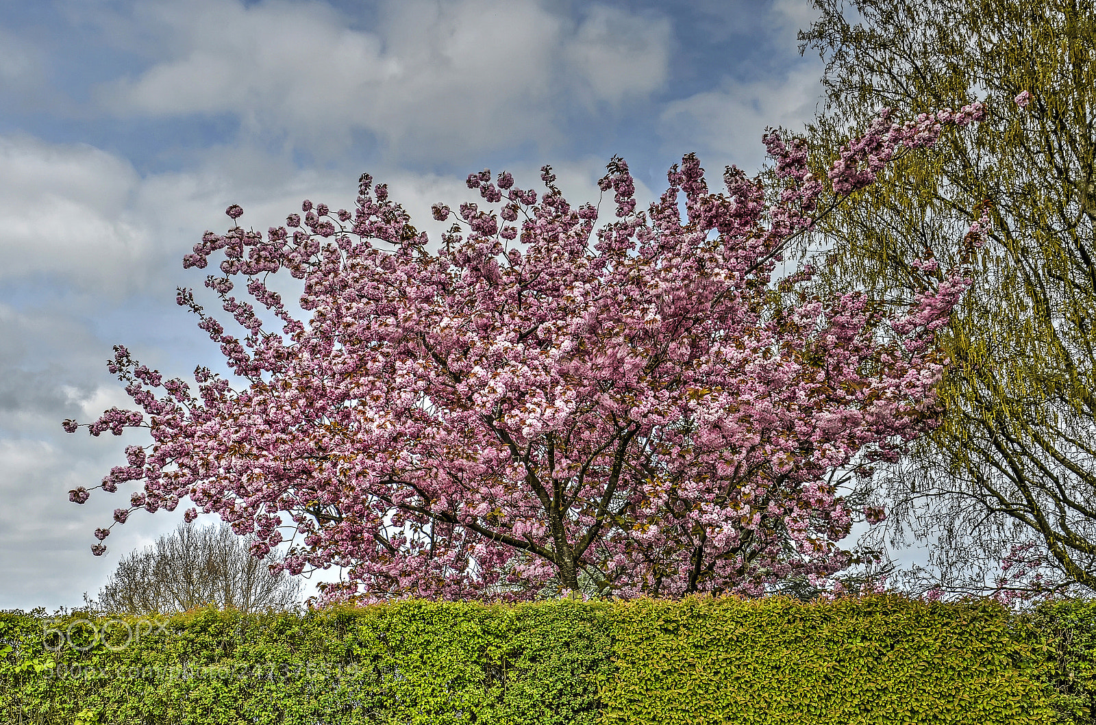 Nikon D5100 sample photo. Pink flowering tree photography
