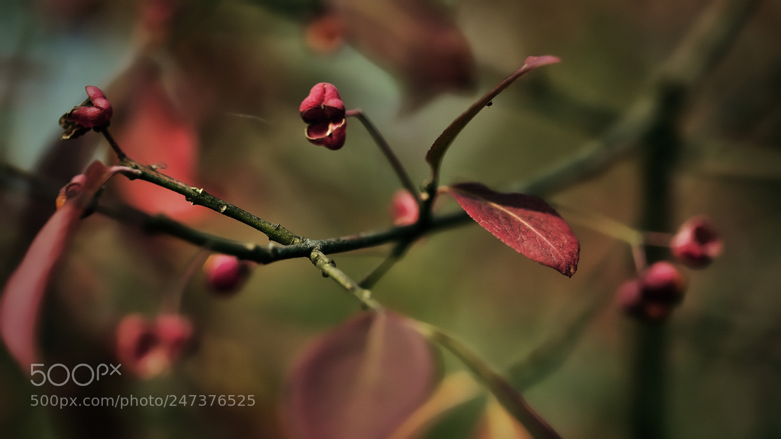 Canon EOS 5D sample photo. - photography