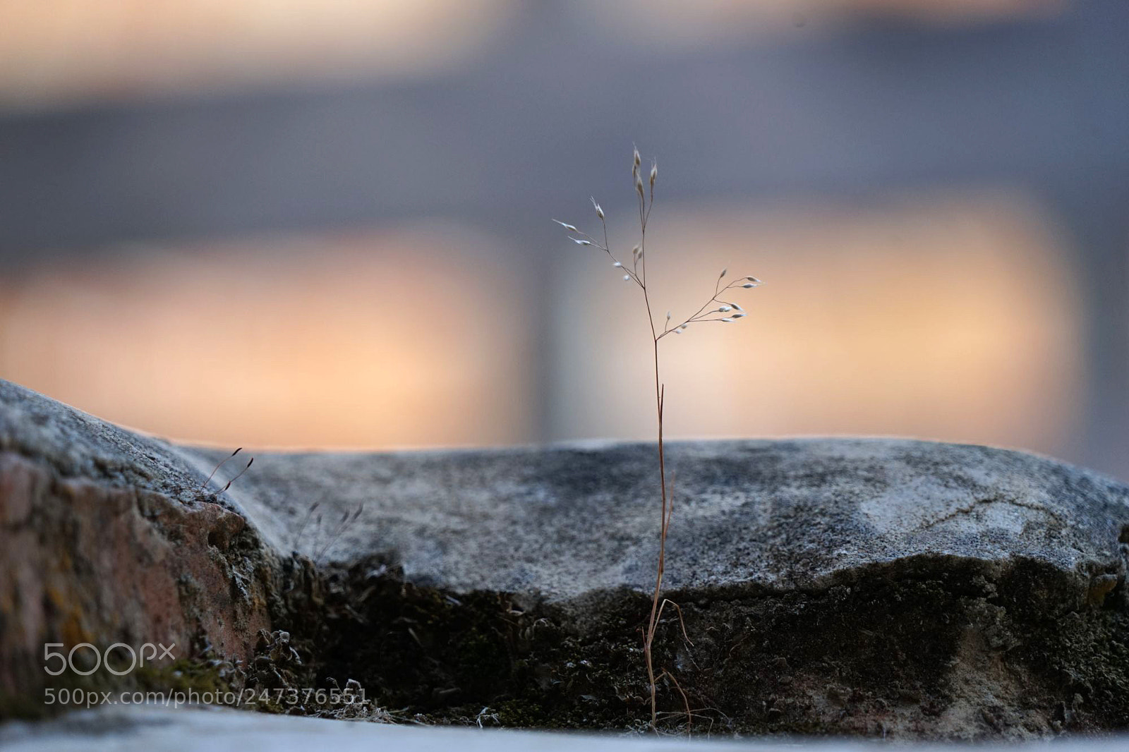 Sony a7 sample photo. Strugling photography