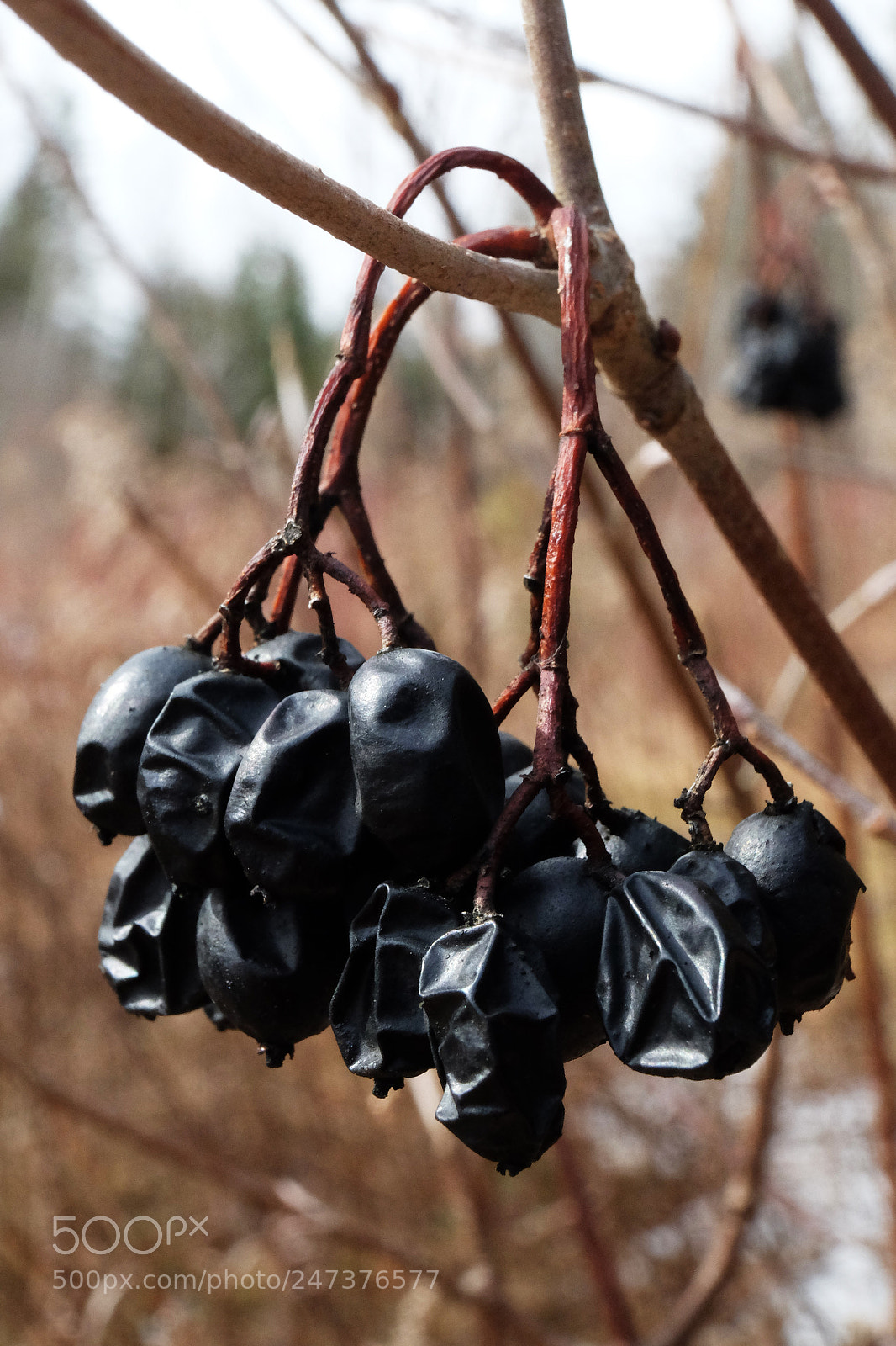 Fujifilm X-T10 sample photo. Berries in winter photography