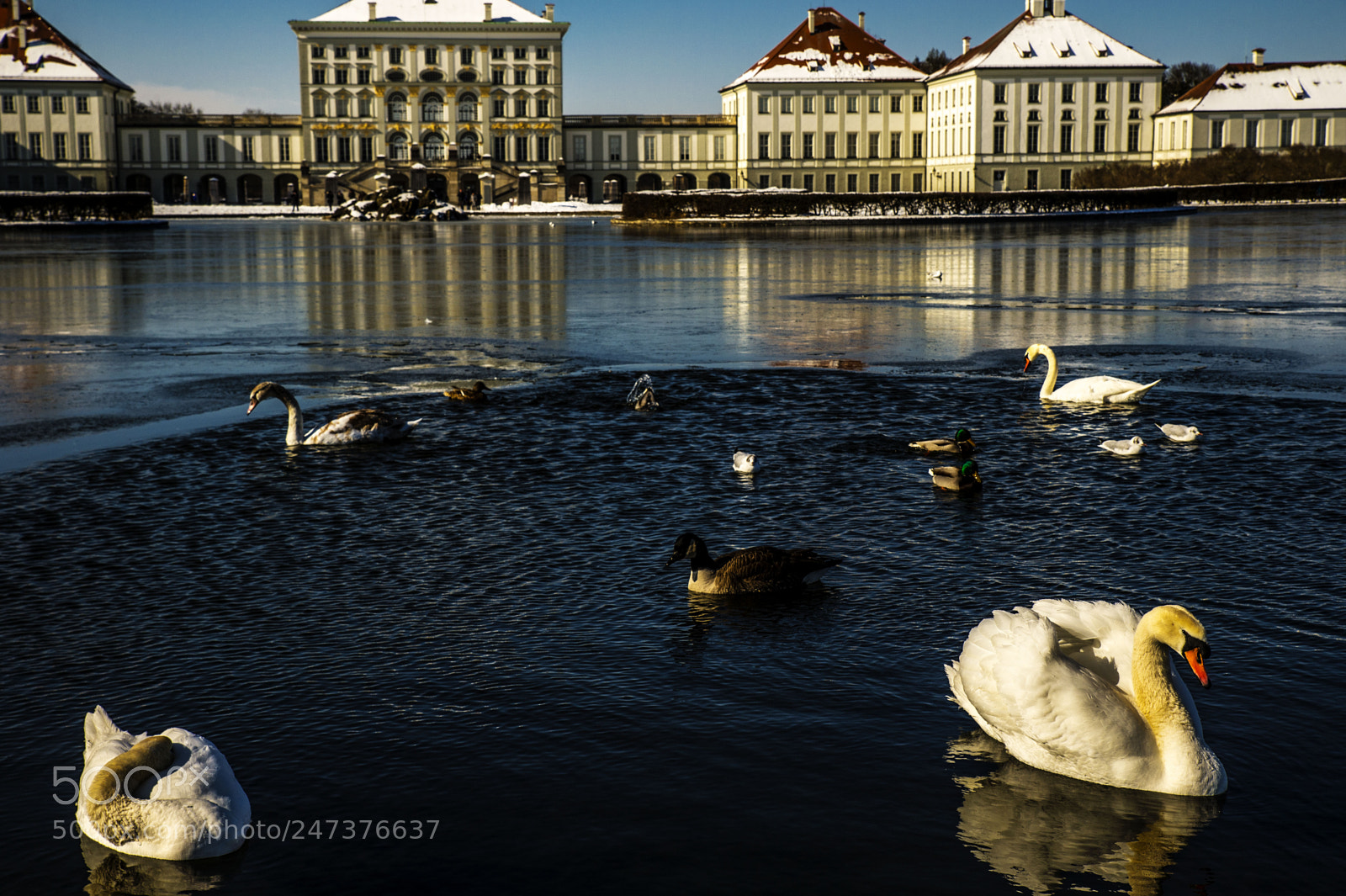 Nikon D4 sample photo. Swan geese and ducks photography