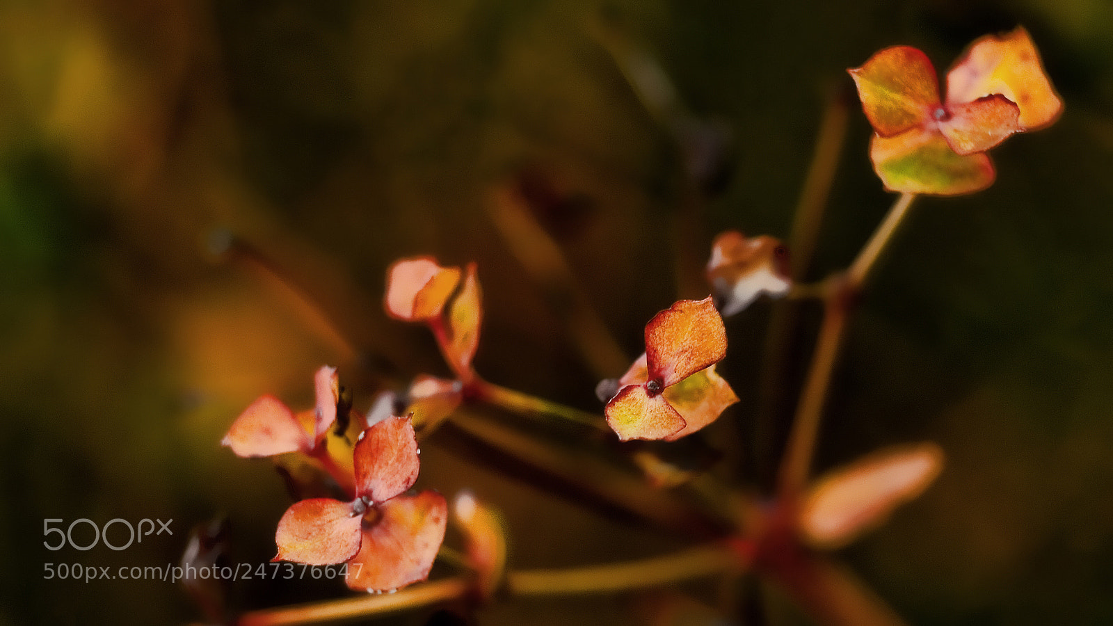 Olympus E-510 (EVOLT E-510) sample photo. - photography