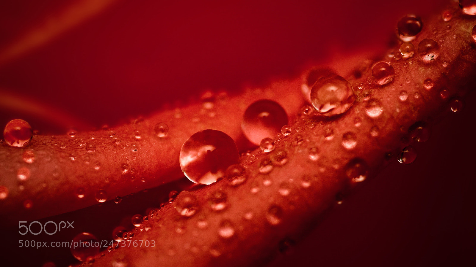 Canon EOS 50D sample photo. - photography