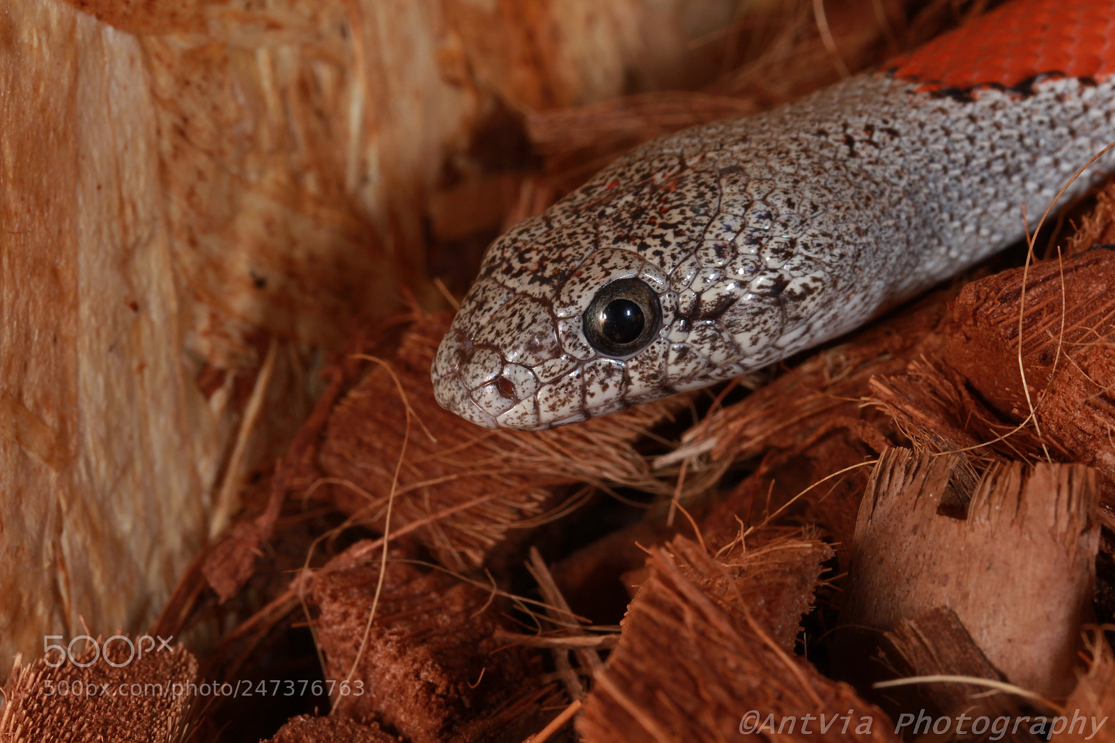 Canon EF-S 60mm F2.8 Macro USM sample photo. Lampropeltis alterna blairi photography