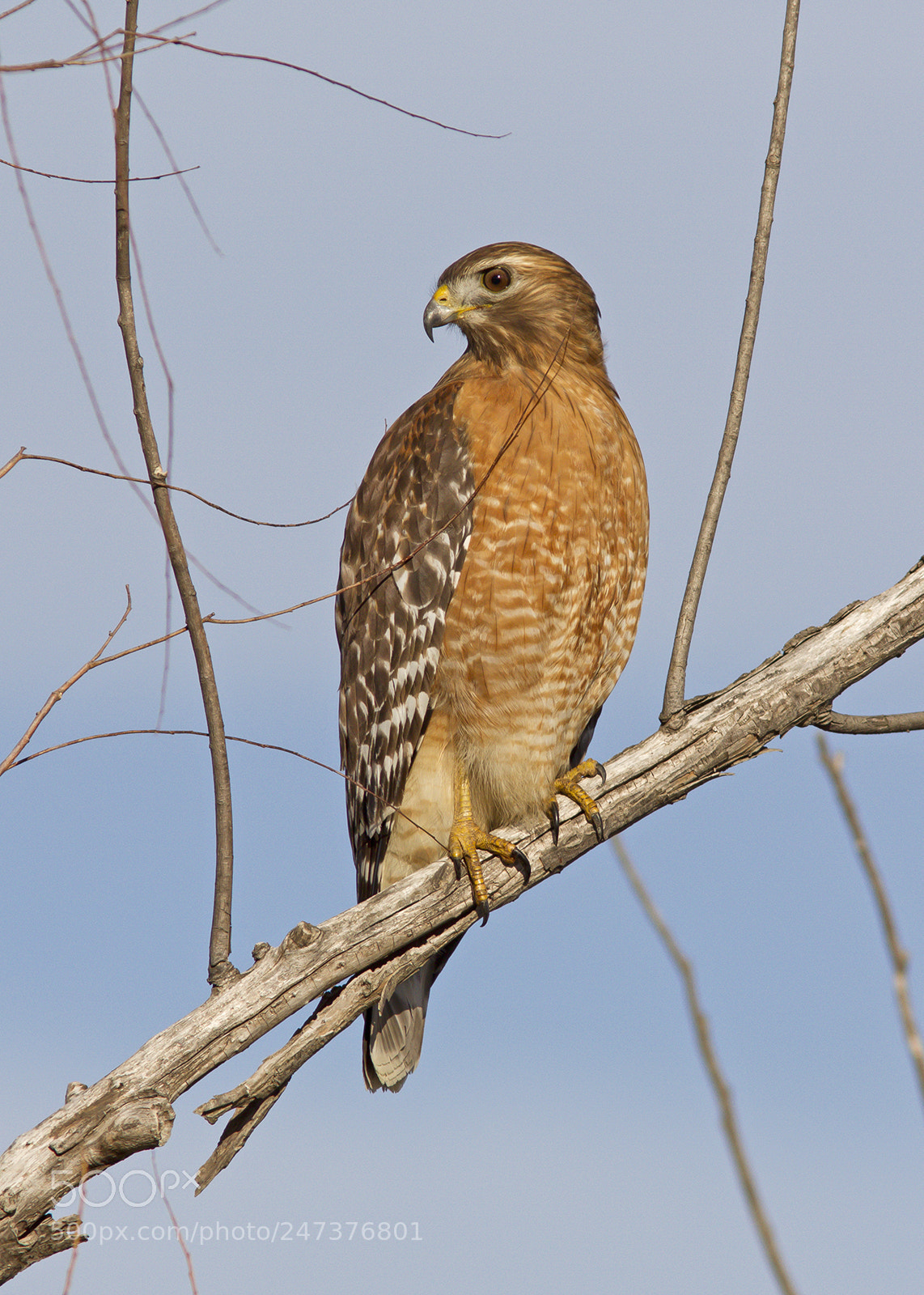 Canon EOS 7D sample photo. Red-shouldered hawk photography