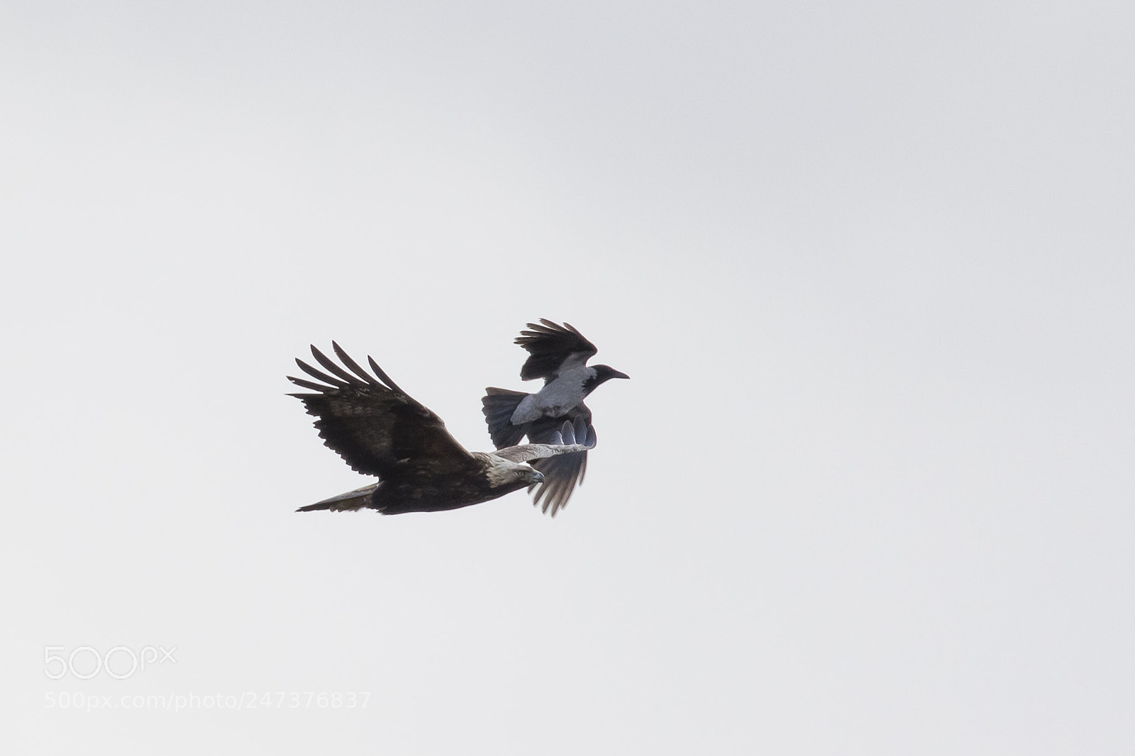Canon EOS 7D Mark II sample photo. Golden eagle photography