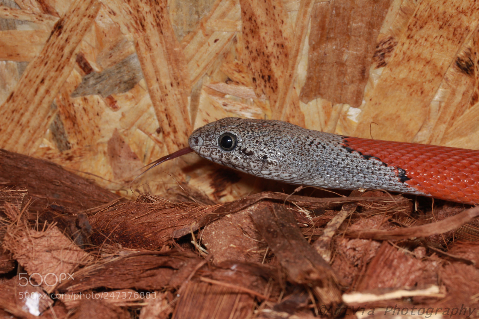 Canon EF-S 60mm F2.8 Macro USM sample photo. Lampropeltis alterna blairi photography
