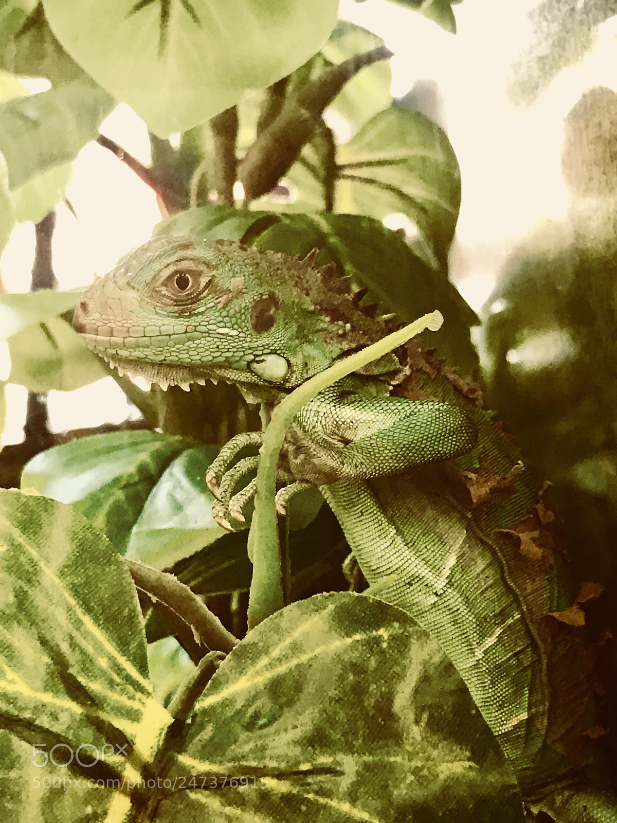 Apple iPhone 7 Plus sample photo. Reptilian encounter photography