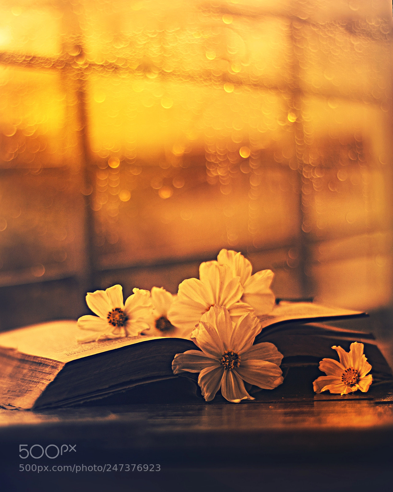 Canon EOS 700D (EOS Rebel T5i / EOS Kiss X7i) sample photo. Books and flowers photography