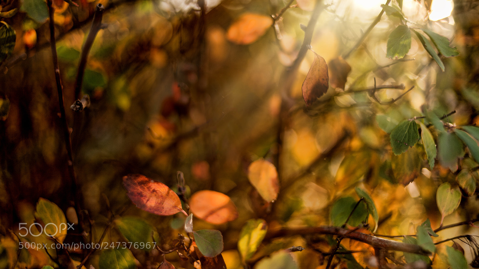 Canon EOS 5D sample photo. - photography